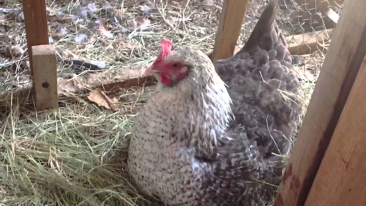 Showing off the spring chicks in the outdoor brooder. - YouTube