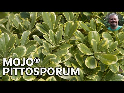 Video: Penjagaan Pittosporum Jepun - Cara Menanam Pokok Renek Pittosporum