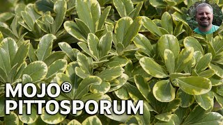 Mojo® Pittosporum - Dwarf Fragrant Variegated Flowering