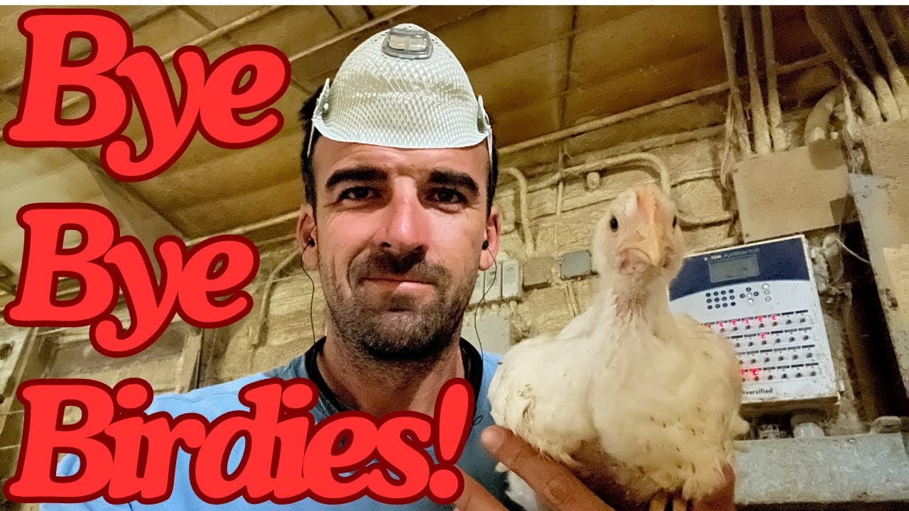 Bye Bye Birdies! It's Time For A Catchout!