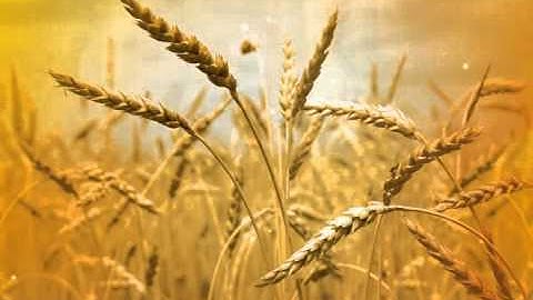 Wheat Field Background Video