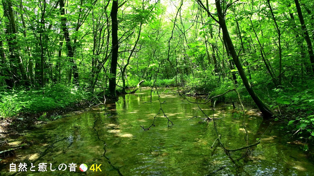 【自然の音】緑の森林と小川のせせらぎ、癒し、睡眠、リラックス、作業用BGM/River Sound/stream/Nature Sounds ...
