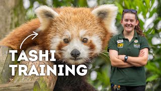 Training a Baby Red Panda! | Paradise Wildlife Park