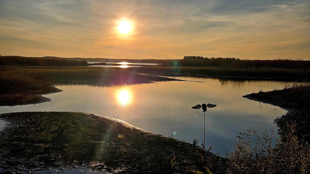 Охота на Утку с Подхода. Подошёл к Утке на Два Метра. Охота на Вечёре.