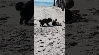 Benson and our son wrestling on a beach