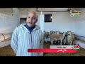 عيد الأضحى 2026 ضربة قاضية لأصحاب القنوات المتطفلين عل ى تجارة الأغنام المغرب الجزائر