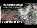 Odcinek #69 - Krok po kroku - jak pomóc sarnie po wypadku 🦌🆘