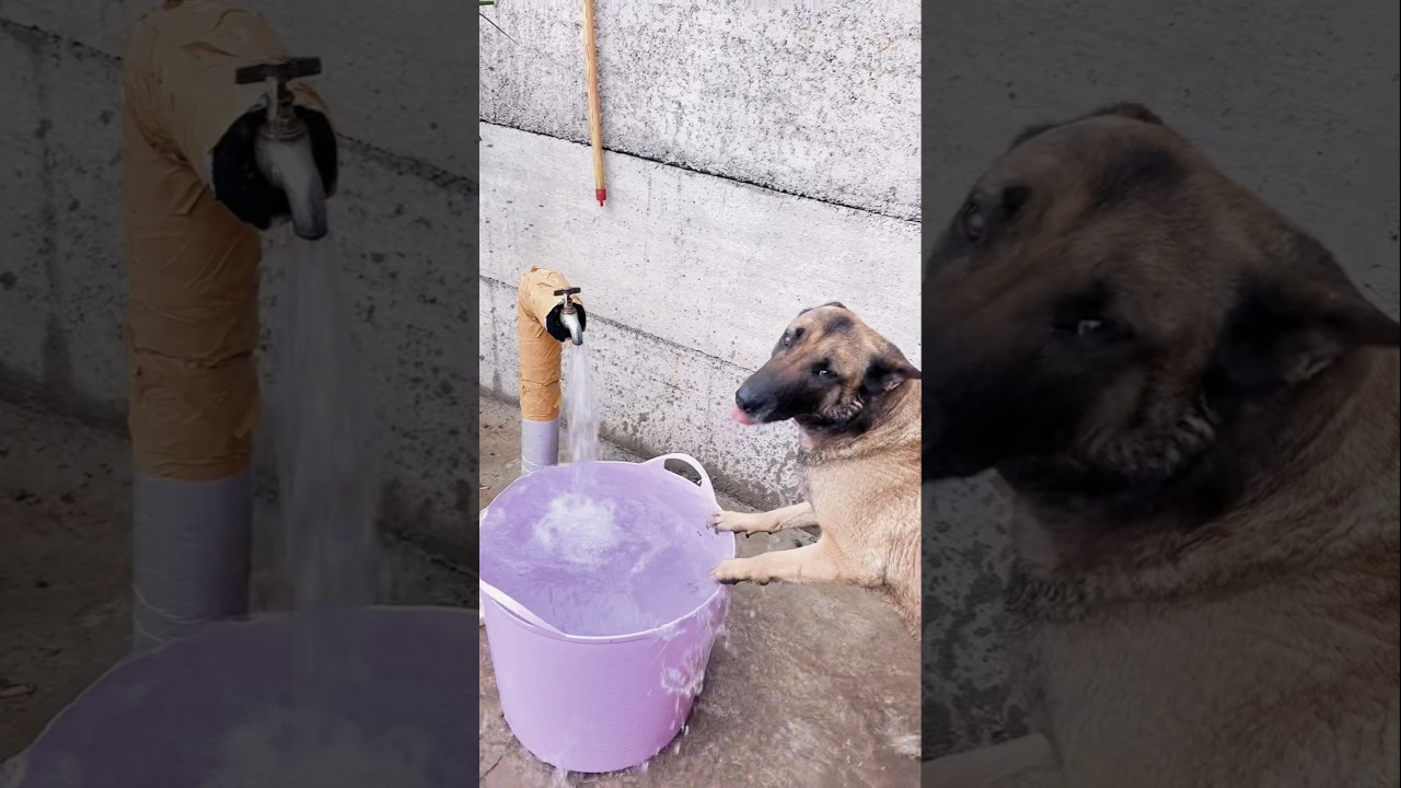 This Dog Secretly Turned Off the Tap...