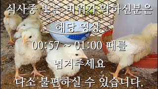 농촌 시골 아빠 정학이네 병아리 성장일기(병아리 부화)