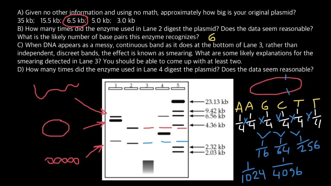 How Does A Plasmid DNA Run During Gel Electrophoresis YouTube how-does-a-plasmid-dna-run-during-gel-electrophoresis-youtube