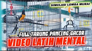 LIVE  2 - PANCINGAN FIGHTER SIMULASI LOMBA MURAI BATU - MASTERAN 24 JAM NONSTOP ‼️