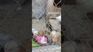 Baby Chicken and Quail Eating Grass 🐥🐦 | Cute Feeding Time #birdscage
