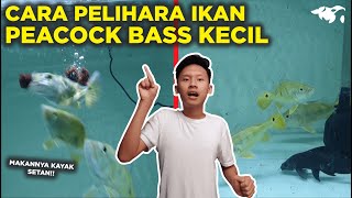 LENGKAP! RAHASIA CARA MERAWAT IKAN PEACOCK BASS YANG MASIH KECIL, PEMULA WAJIB TAU