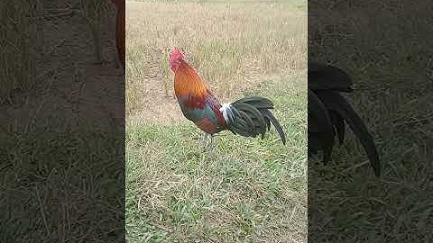 Saib qaib Dib  12/13/2025