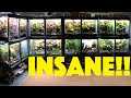 50+ pet frogs!! WORLDS BEST Frog room! Troy Goldberg!