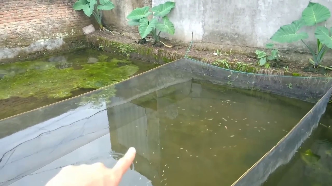 Budidaya Ikan Nila YouTube
