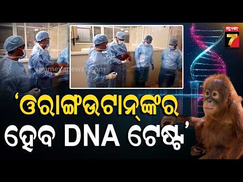 ଓଡ଼ିଶାରେ କେମିତି ଅଛି ଓରାଙ୍ଗଉଟାନଙ୍କ ସ୍ୱାସ୍ଥ୍ୟବସ୍ଥା, ଆଉ କେତେ ଦିନ କ୍ଵାରେଣ୍ଟିନରେ ରହିବେ ?