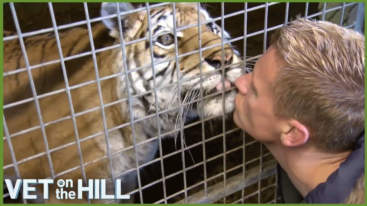 5 Most Memorable Episodes of Vet On The Hill ❤️