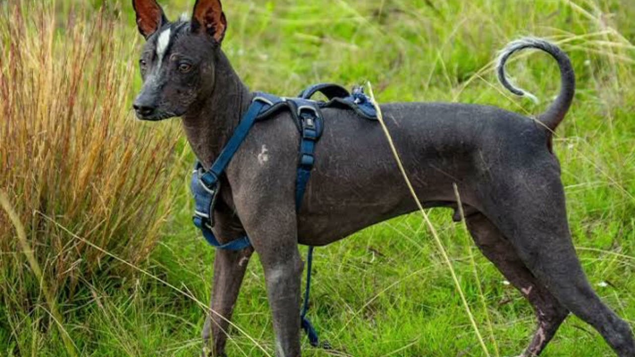 Peruvian Hairless Dog | Facts, History & Characteristics