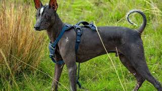 Peruvian Hairless Dog | Facts, History & Characteristics by All Animal Breeds 22 views 2 years ago 2 minutes, 2 seconds