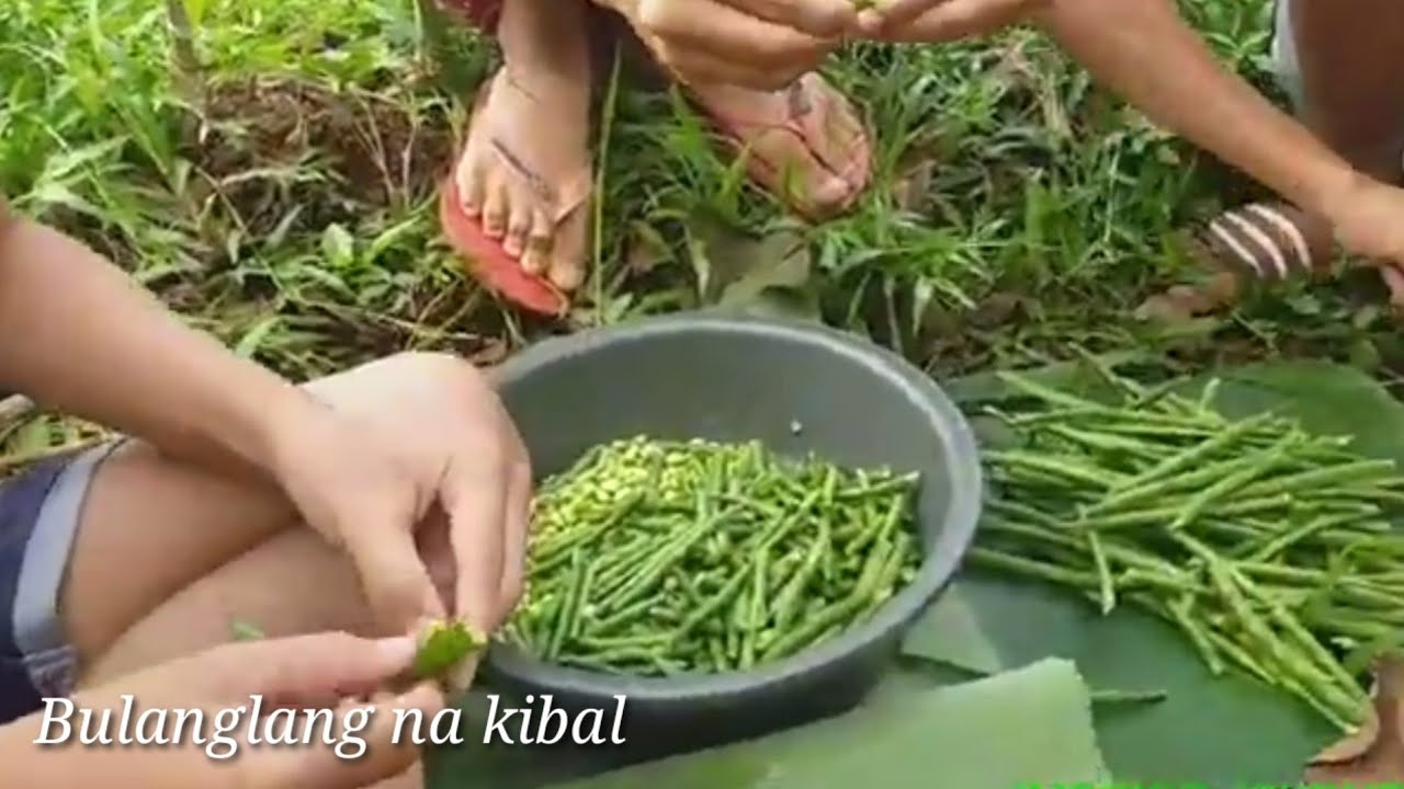 BUHAY PROBINSYA | BULANGLANG NA KIBAL AT BINANGING HAWOT NG BATANGAS