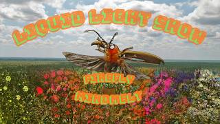 Liquid Light Show | Code Switch (Ext) | Firefly MindMelt