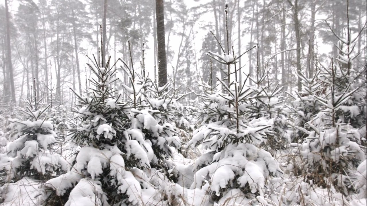 Happy Winter Wonderful music/ Nuostabūs žiemos vaizdai
