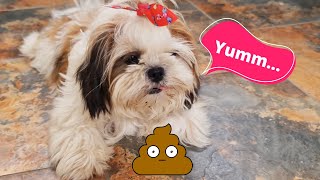 Why do Shih Tzu puppies Eat their Poop and How to Stop them?