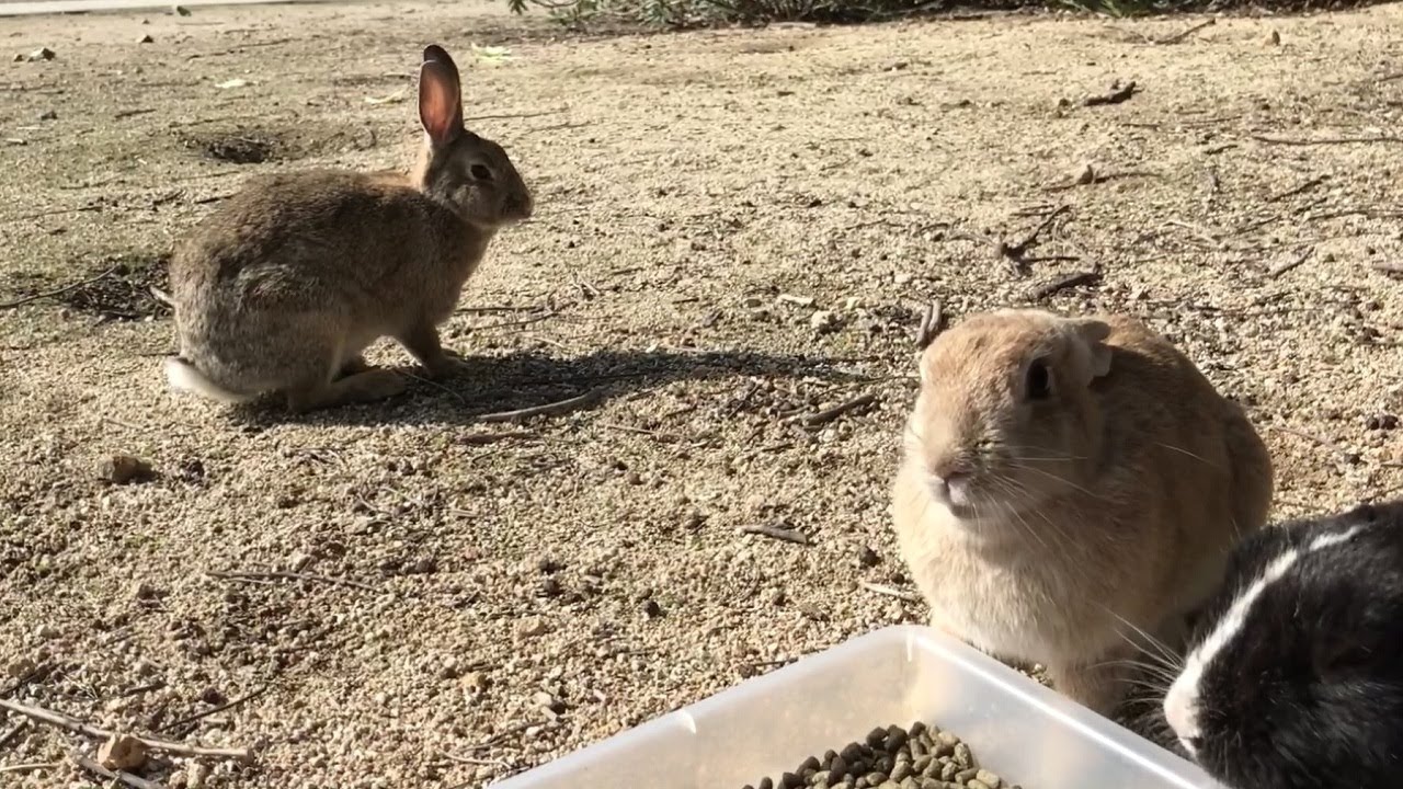 Rabbit suddenly bullied - YouTube