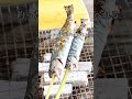 暑さも雨も関係なし 体育館で魚釣り
