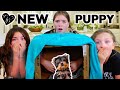 New Family Member! | Addison Gets A New Puppy! | What's In The Box Challenge!