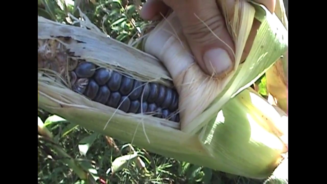 09 15 2015 Harvest Hopi Blue Flour Corn