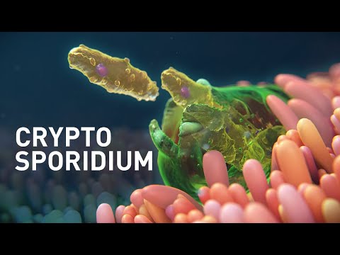 Видео: Нохой дахь гэдэсний паразит (Cryptosporidium)