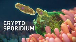 Cryptosporidium Infected Organoids | MoD Animation | Science Animation | MoA Animation