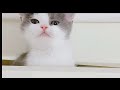 【さばちゃん14】楽しそうな さばちゃん 仲良し子猫たち