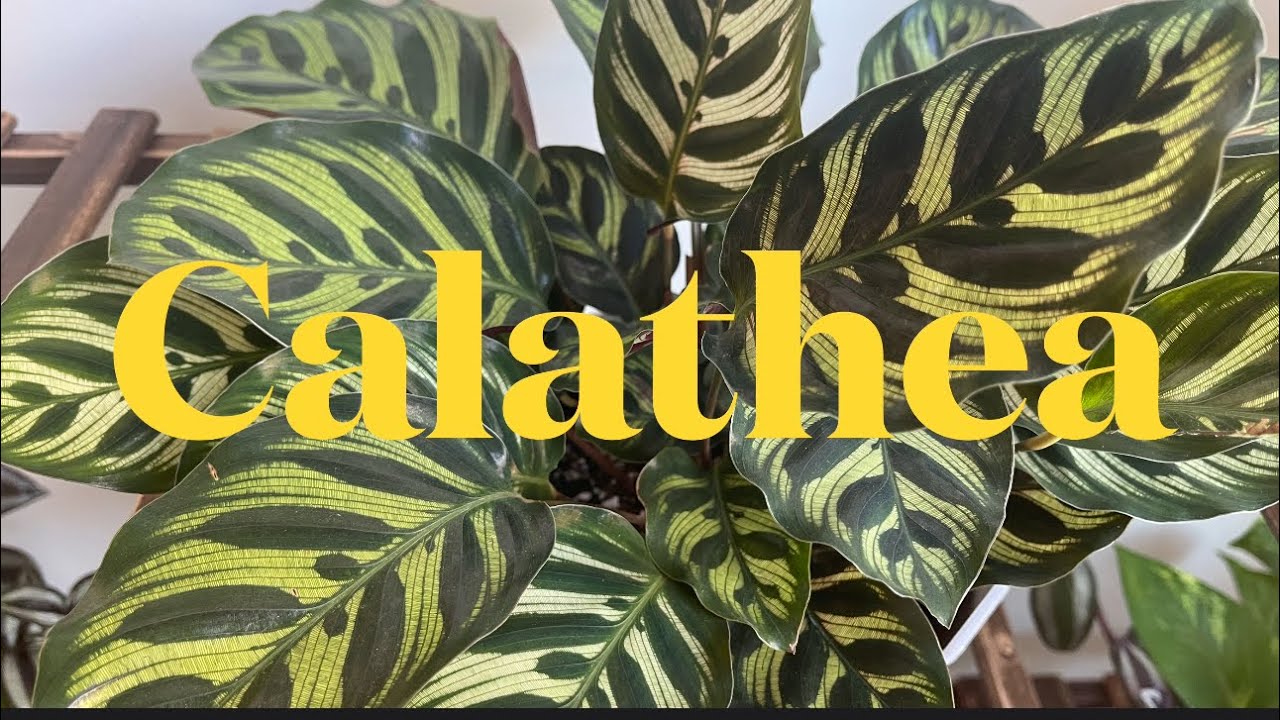 FIVE QUICK TIPS for Growing CALATHEAS ll CALATHEA/PRAYER Plant Care-Tips & Tricks🍃