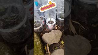 Bibit Mawar Dan Anggur