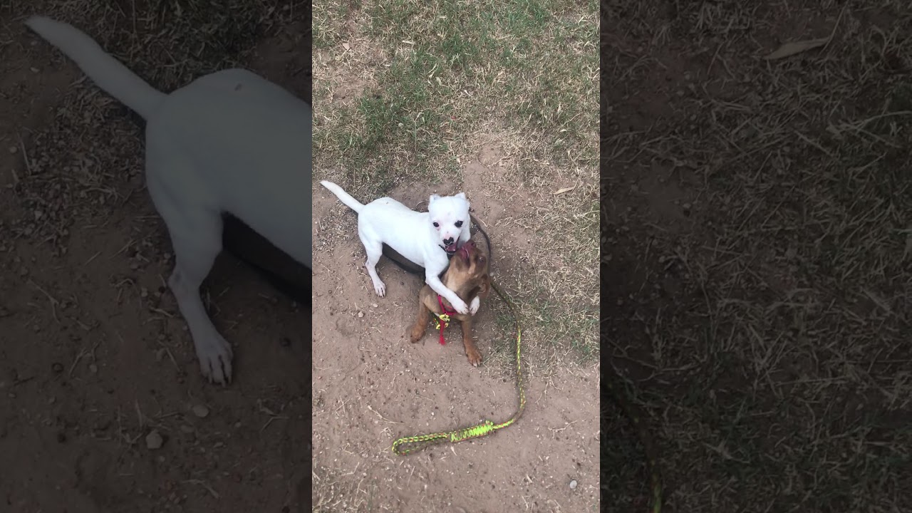 petco hours Athens & Sparta Mixing it Up