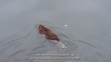 Bevers opvolgen met een (akoestische) zender op de Boven-Schelde
