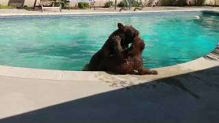 Mama bear and cub cool off in swimming pool