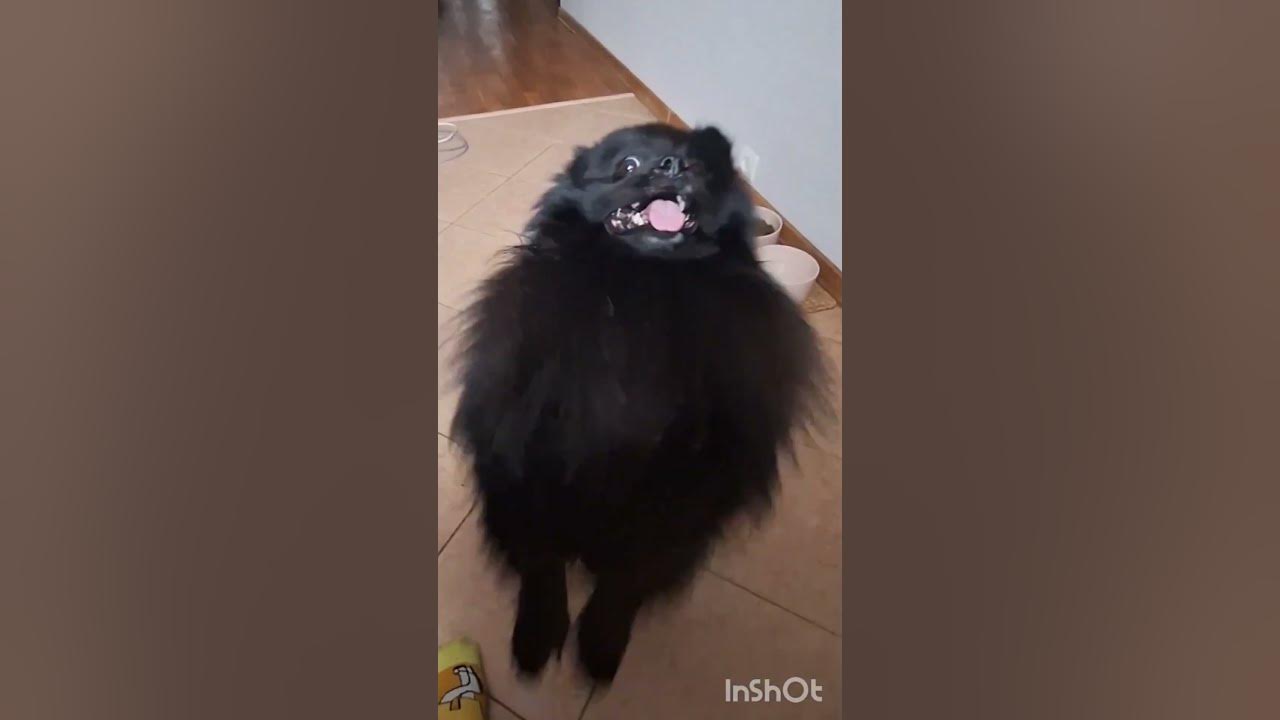 Пора печь блины, капуста так себе альтернатива 😁 #шпиц #демон # ...