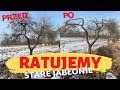 Ratujemy stare jabłonie - jabłoń #1