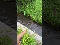 Penampakan Ikan BESAR di Selokan Sehabis Banjir Bikin Gregetan..!!