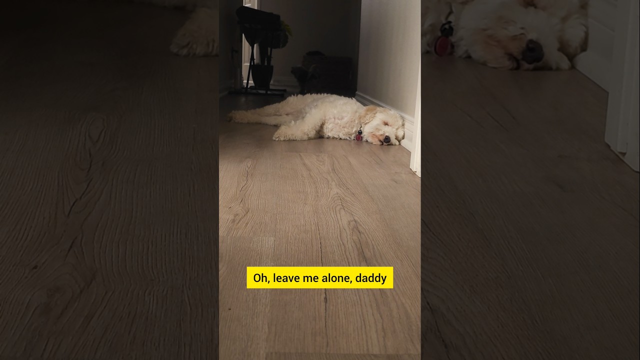 DOG FARTS ARE COOL! #dog #paw πΆπ¨π