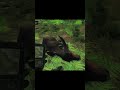 Abate de uma Búfalo Asiático GIGANTESCO #gaming #caça#thehunterclassic #thehuntercallofthewild