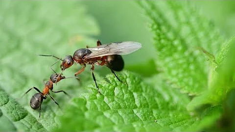 ¿Cuánto dura la vida de una hormiga reina?