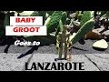 LANZAROTE HOLIDAY with Groot: Volcano Geyser, Jameos del Agua, Jardin de Cactus