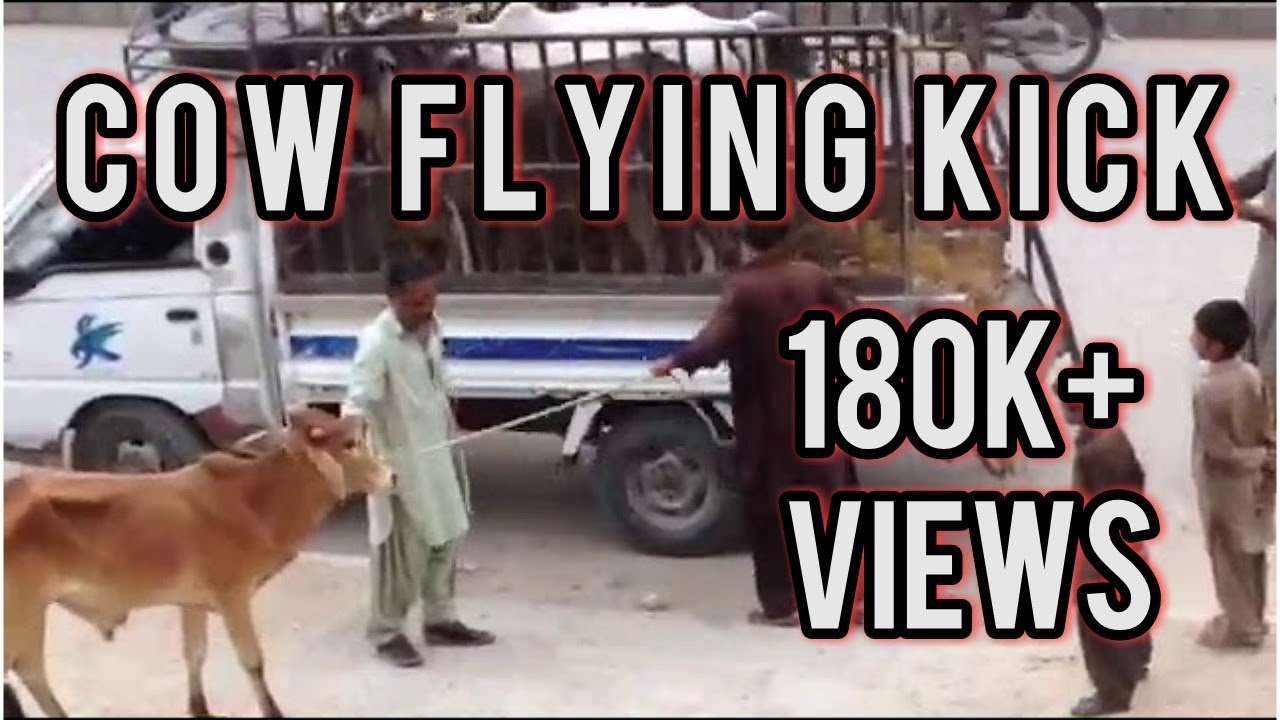 Cow Run & Flying Kick || bakra Eid videos || PCM