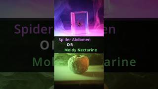 Spider Abdomen Or Moldy Nectarine Under The Microscope?