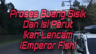 Proses Pembuangan Si Dan Isi Perut Ikan Lencam Packing Lalu Di Ekspor
